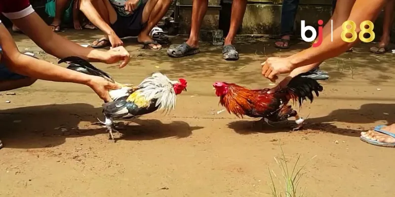 Giai đoạn tăng cường thể lực