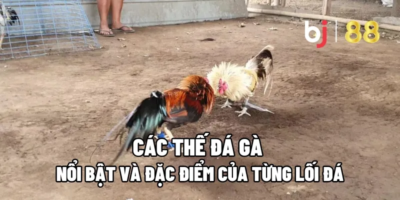 Các Thế Đá Gà Nổi Bật Và Đặc Điểm Của Từng Lối Đá 1 the da ga
