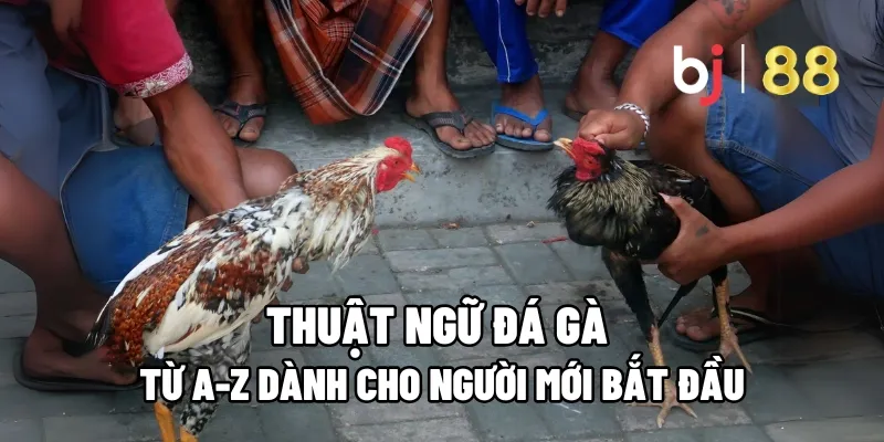 Thuật Ngữ Đá Gà Từ A-Z Dành Cho Người Mới Bắt Đầu 1 thuat ngu da ga